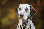 Dalmatian Portrait