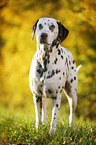 standing Dalmatian