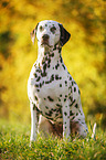 sitting Dalmatian