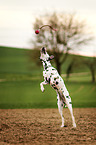 Dalmatian catches ball