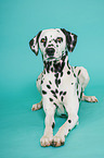 lying Dalmatian