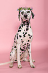 sitting Dalmatian