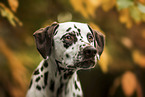 Dalmatian Portrait