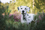 Dalmatian