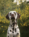 Dalmatian portrait