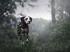 walking Dalmatian