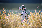 young Dalmatian