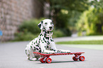 Dalmatian with Skateboard