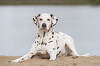 lying old female dalmatian