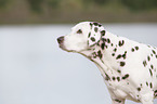 dalmatian portrait