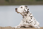 lying old female dalmatian