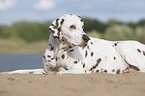 lying old female dalmatian