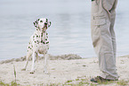 standing old female dalmatian