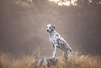 Dalmatian