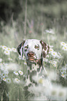 Dalmatian Portrait