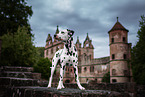 standing Dalmatian