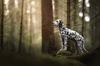 young Dalmatian