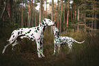 2 Dalmatians