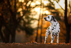 Dalmatian in autumn