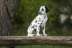 Dalmatian Puppy