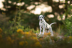 Dalmatian Puppy