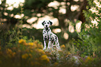 Dalmatian Puppy