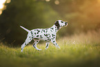 Dalmatian Puppy