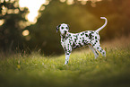 young Dalmatian