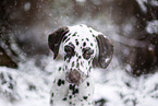 Dalmatian in the winter