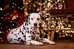 Dalmatian at christmas
