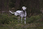 standing Dalmatian