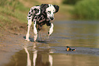 Dalmatian in summer