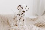 Dalmatian Puppy