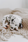 Dalmatian Puppy