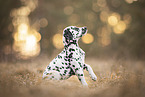 Dalmatian Puppy