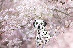 Dalmatian