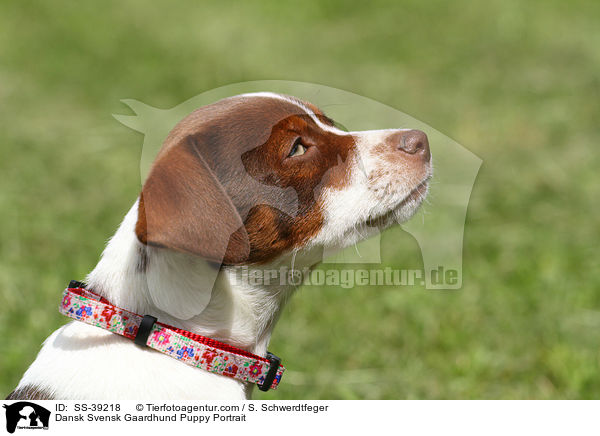 Dnisch Schwedischer Farmhund Welpe Portrait / Dansk Svensk Gaardhund Puppy Portrait / SS-39218