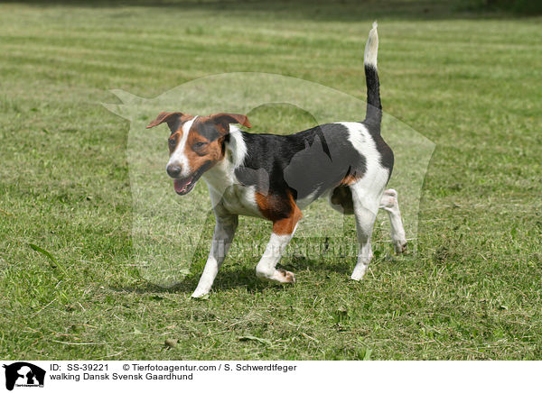 laufender Dnisch Schwedischer Farmhund / walking Dansk Svensk Gaardhund / SS-39221