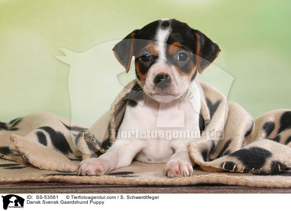 Dnisch Schwedischer Farmhund Welpe / Dansk Svensk Gaardshund Puppy / SS-53561