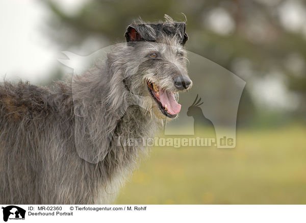 Deerhound Portrait / MR-02360