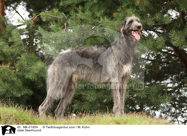 male Deerhound / MK-01854