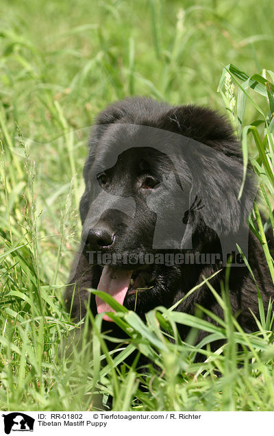 Tibetan Mastiff Puppy / RR-01802