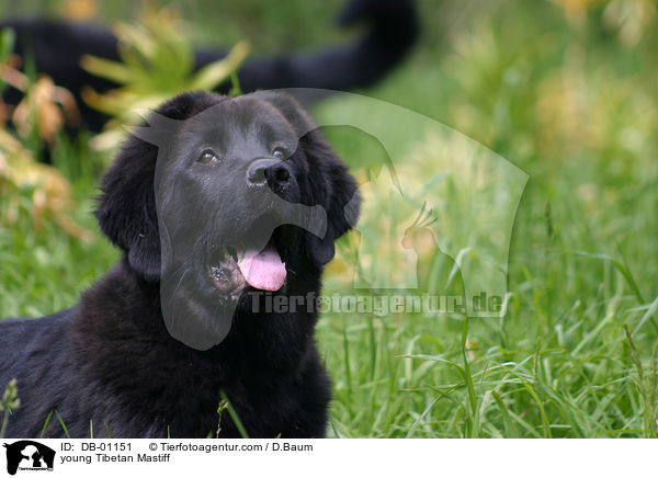 young Tibetan Mastiff / DB-01151