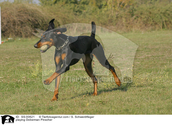 Dobermann beim Spiel / playing Doberman Pinscher / SS-00621