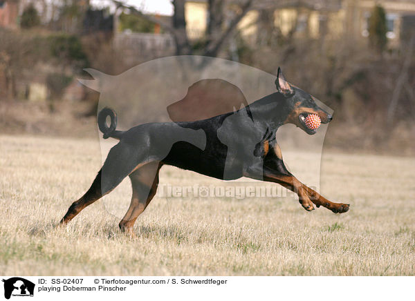 spielender Dobermann / playing Doberman Pinscher / SS-02407