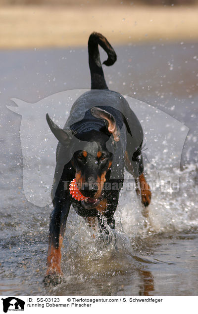 Dobermann rennt durchs Wasser / running Doberman Pinscher / SS-03123