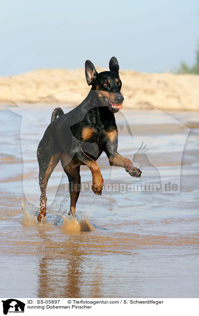 rennender Dobermann / running Doberman Pinscher / SS-05897