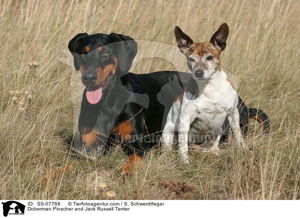 Doberman Pinscher and Jack Russell Terrier / SS-07768