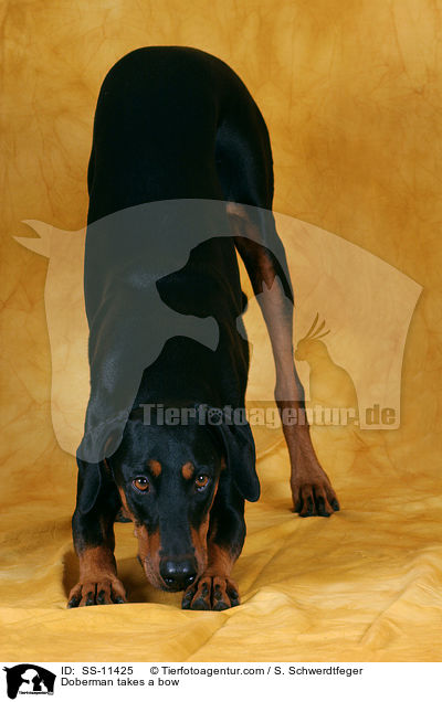 Dobermann verbeugt sich / Doberman takes a bow / SS-11425