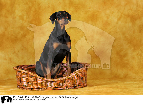 Dobermann im Krbchen / Doberman Pinscher in basket / SS-11433